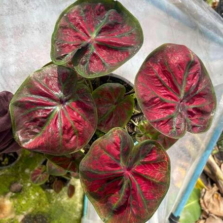 Каладиум MOR SI NOY