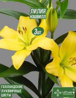 Лилия Луковица, Нэшвилл, 3 шт