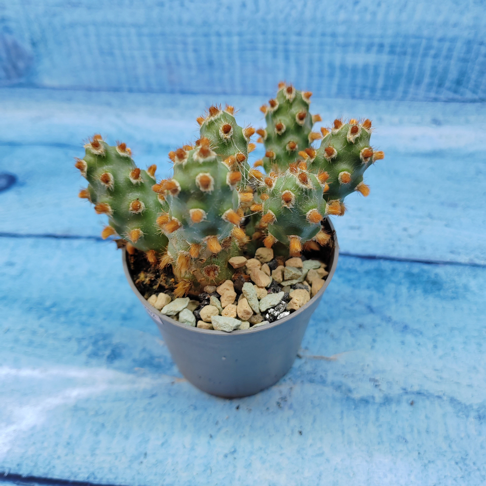 Tephrocactus Molinensis Red Glochids (Тефрокактус)