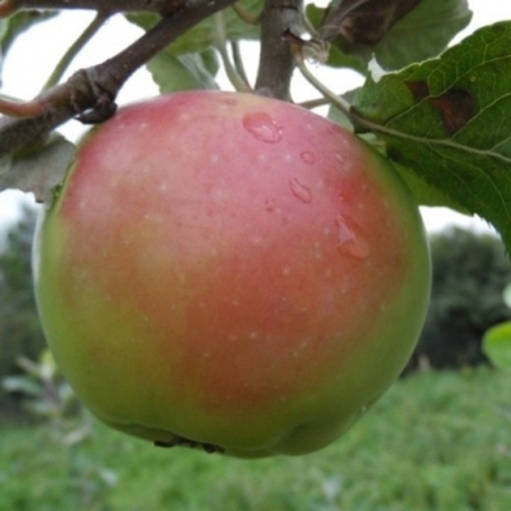 Яблоня зимняя Синап Орловский (3-летняя) п/карл.подвой ЗКС