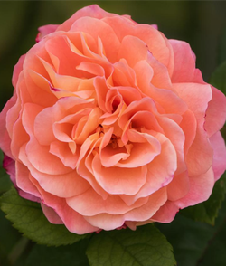 Роза Августа Луиза С7 Закупка М57 июнь 2026