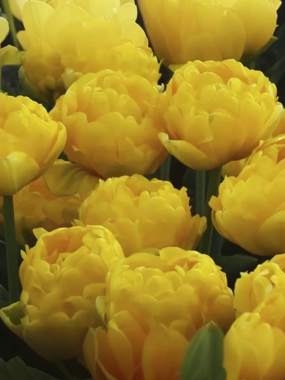 Тюльпан Пионовидный Йеллоу Помпонетте