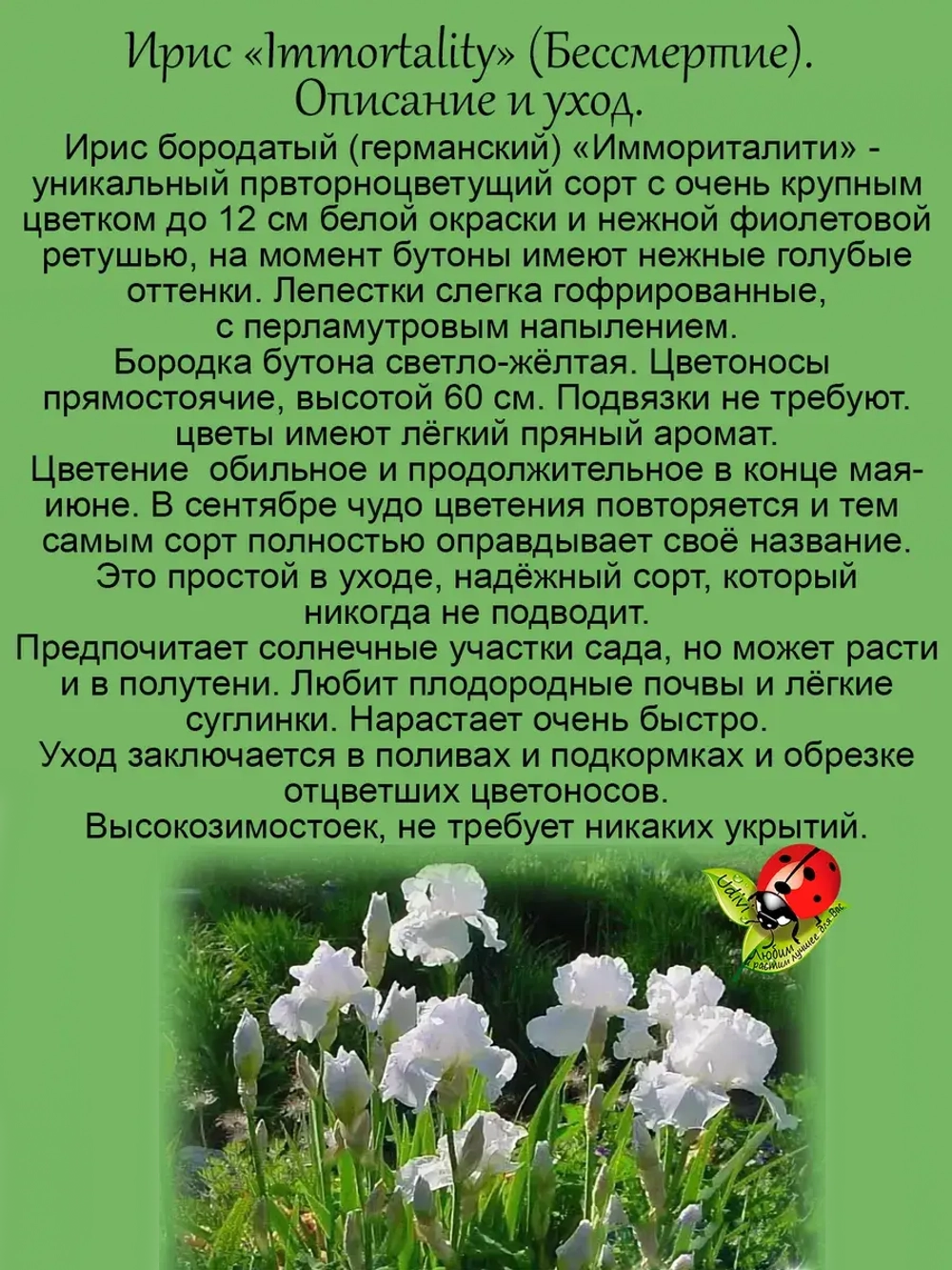 Ирис Бессмертие ремонтантный Имморталити