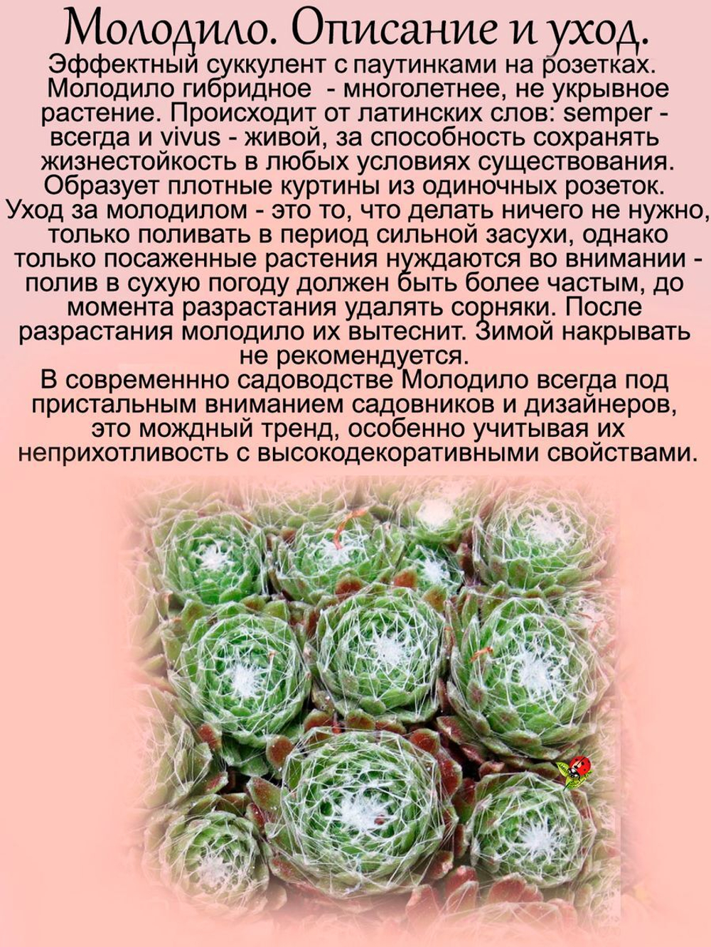 Молодило Паутинистое каменная роза многолетник