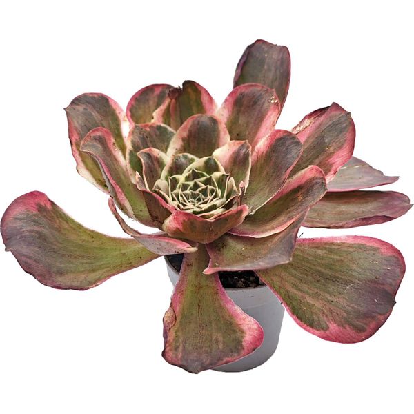 Суккулент Эониум Нафу