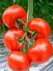 Добрунь F1 семена томата индетерминантного (Гавриш)