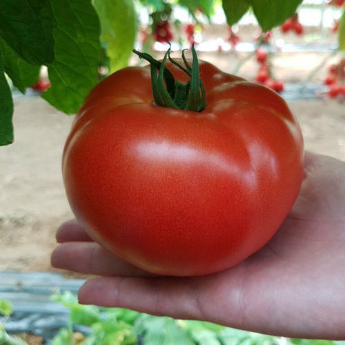 Томат Сигнора F1