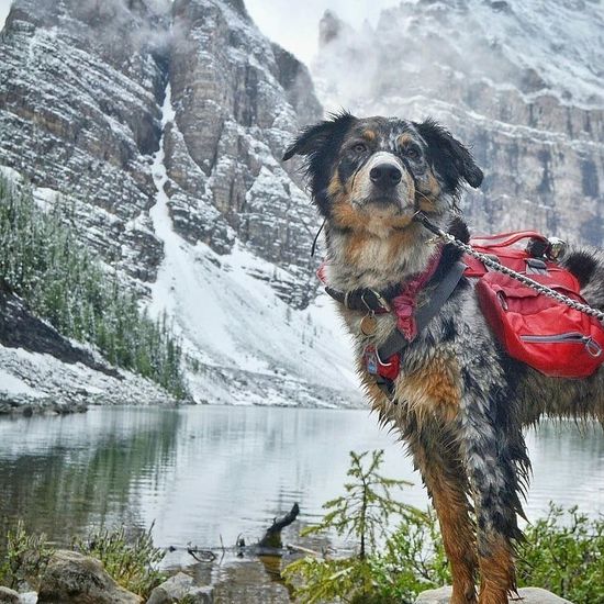 Путешествие с домашними животными