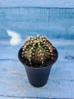 Gymnocalycium T-Rex Pink hybrid (Гимнокалициум)