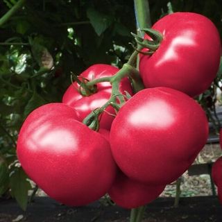 Томат Тойс F1 500 (семян)