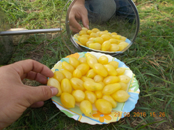 Помидоры Черри Сумасшедшие Ягоды - Bаrry’s Crazy Cherry Tomato