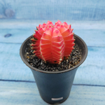 Gymnocalycium Variegata (Гимнокалициум Вариегатный)