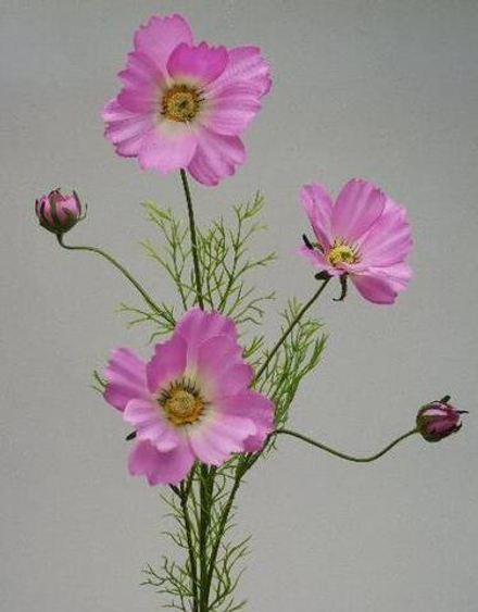 Космея розовая