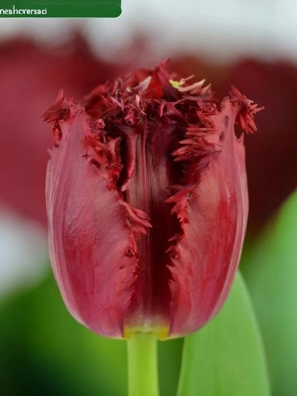 Тюльпан Бахромчатый Версачи