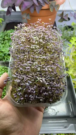 Горчица красная