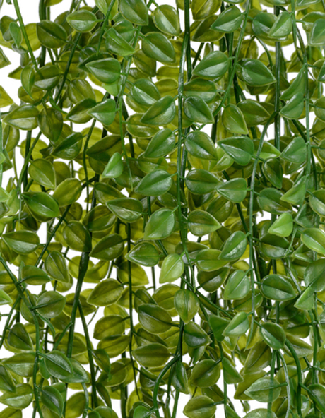 Каллизия куст большой ампельный