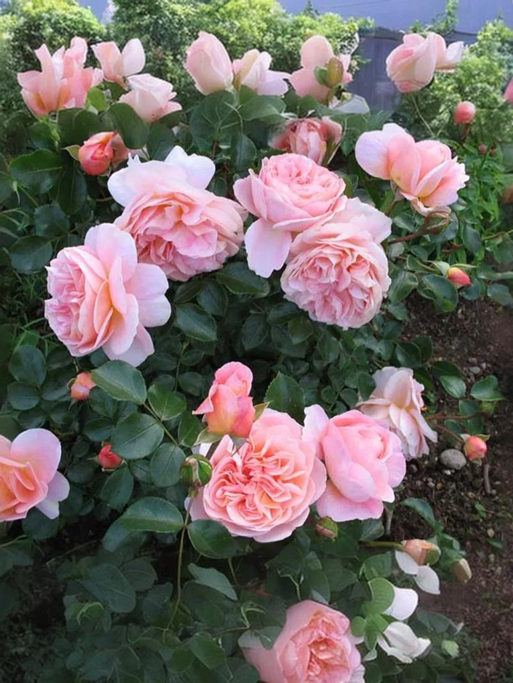 Роза флорибунда Зангерхаузер Юбиляумсрозе