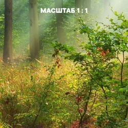 Фотообои на стену флизелиновые 3d 400х270 Лес Природа. 3д фото обои для кухни моющиеся виниловые, интерьерное покрытие 3d эффект в спальню, декор для дома