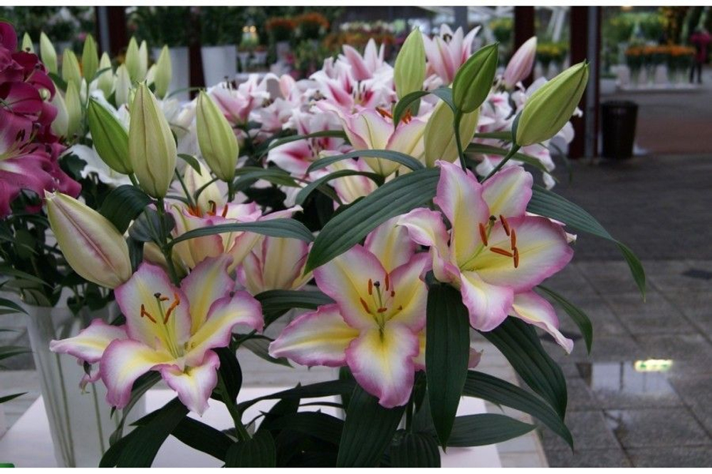 Лилия восточная Капитан Триколор 1шт размер 18/20 Закупка М67 апрель 2026