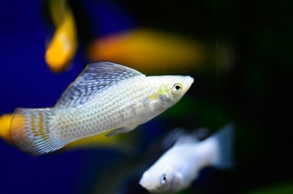 Моллинезия Снежинка