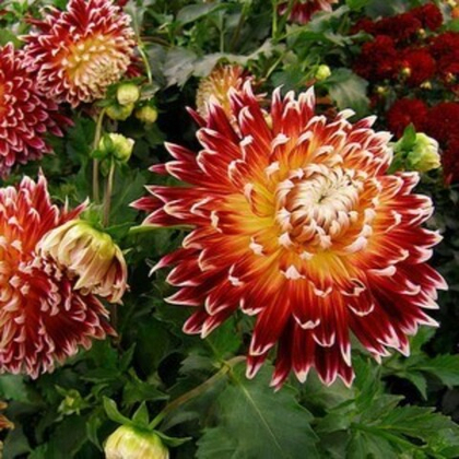 Георгина Акита декоративная