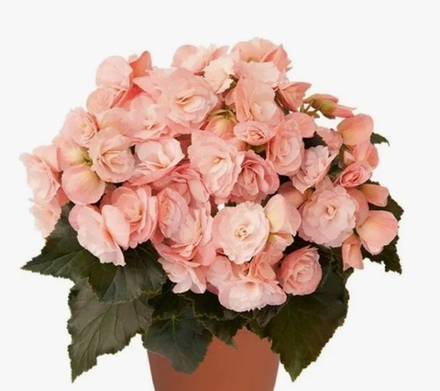 ЕВРО Бегония Elatior Begonia Nikole stone укореннный черенок ОКС ФЕВРАЛЬ