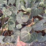 Антуриум HEART LEAVES