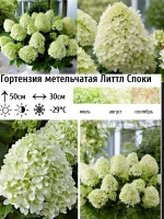 Литл Спуки гортензия метельчатая