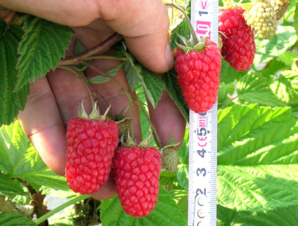 Малина крупноплодная Соколица