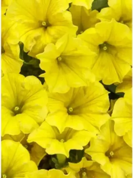 Петуния Mini VISTA Yellow