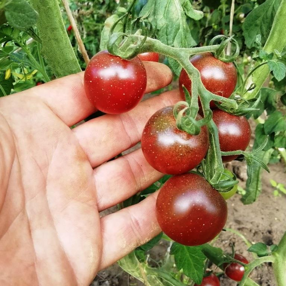 Помидоры - Black Opal - Чёрный Опал