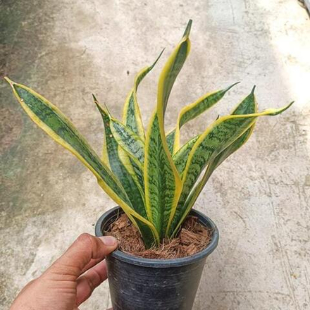 Сансевиерия HURRICANE