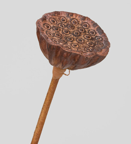 TR 603M Росток семени Лотоса