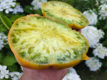 Малахитовая шкатулка сорт томата