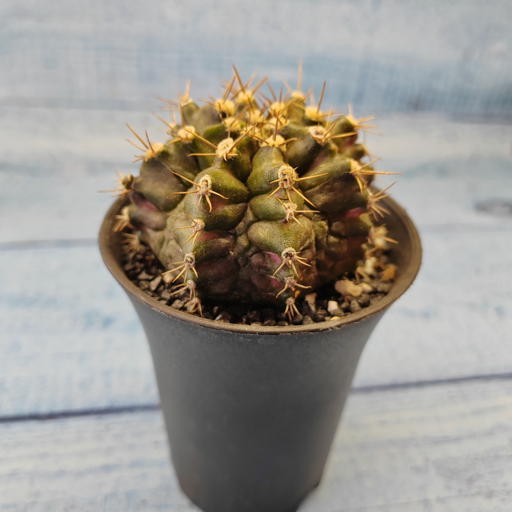 Gymnocalycium T-Rex hybride (Гимнокалициум T-rex)