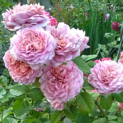 Роза Айсфоегль штамб 80-90 см Закупка М21 весна 2026