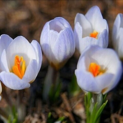 Крокус Блю Перл 1шт