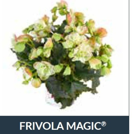 Бегония BK Collection Frivola Magic ОКС Укорененный черенок. 1-10 марта