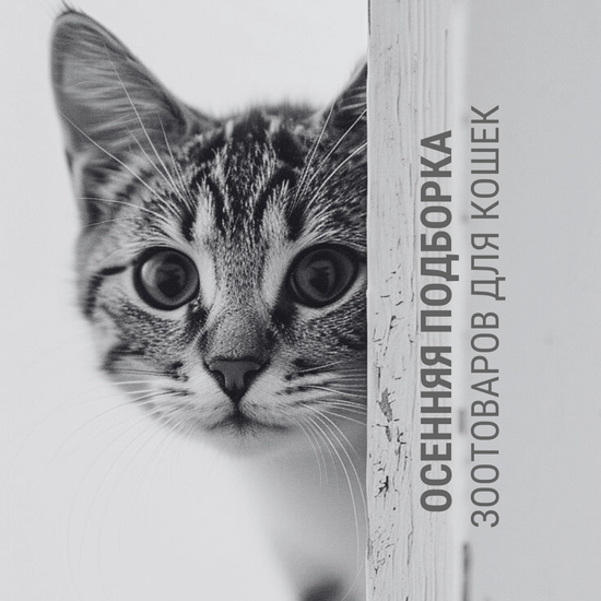 Осенняя подборка для кошек