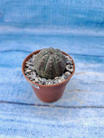 Euphorbia Obesa (Эуфорбия)
