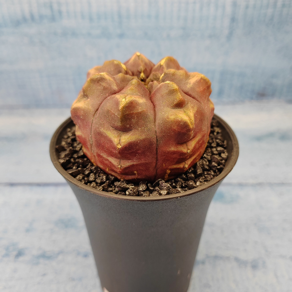 Gymnocalycium Daydream (Гимнокалициум)