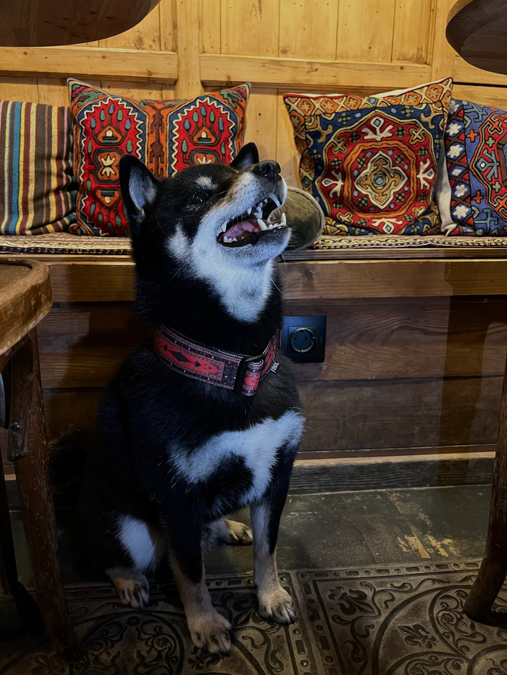 Ошейник Палас Әбике