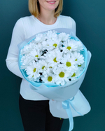 Кустовая хризантема"Ромашка",5 веток(00156)