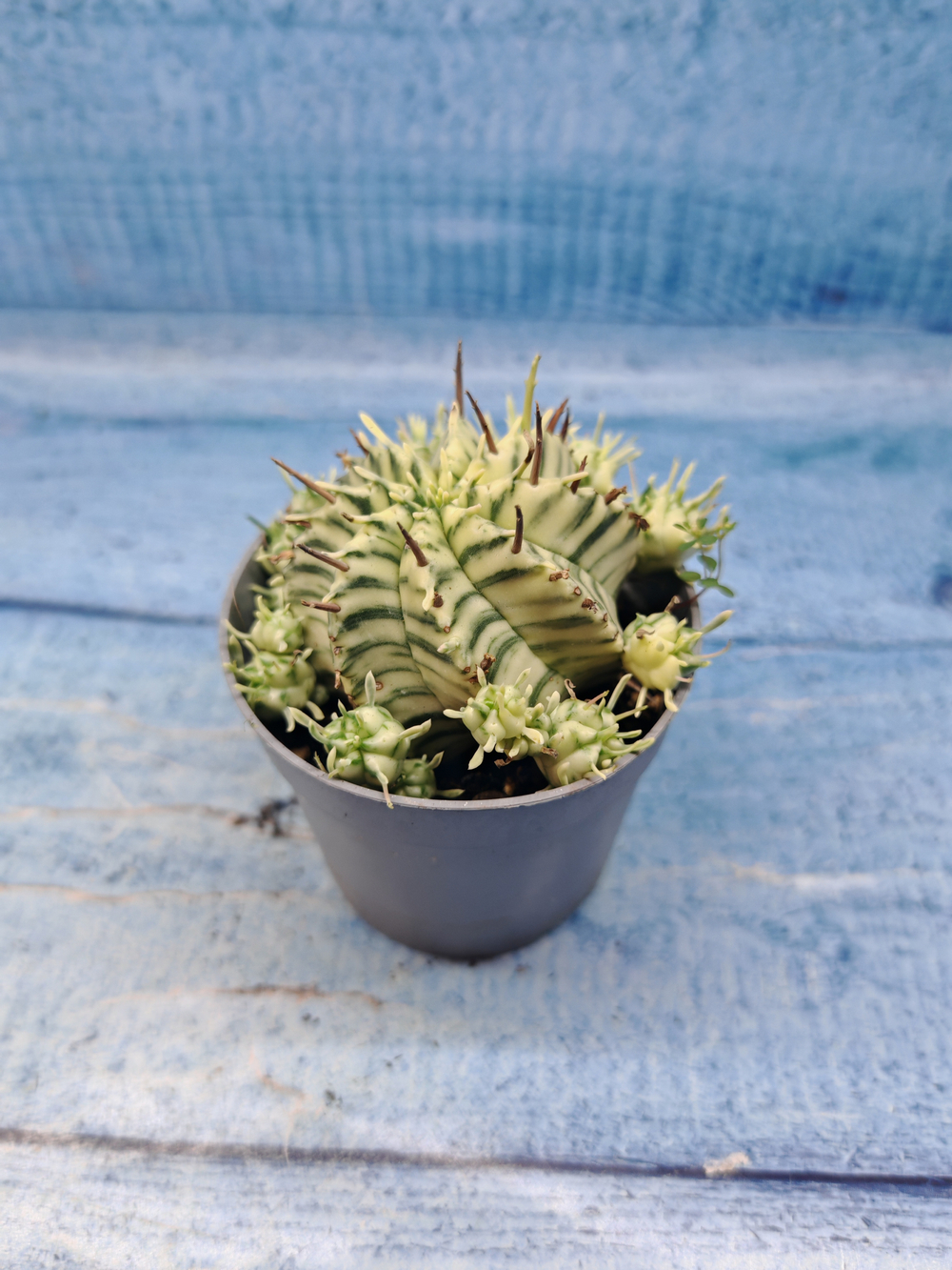 Euphorbia meloformis f. Variegated (Эуфорбия вариегатная)