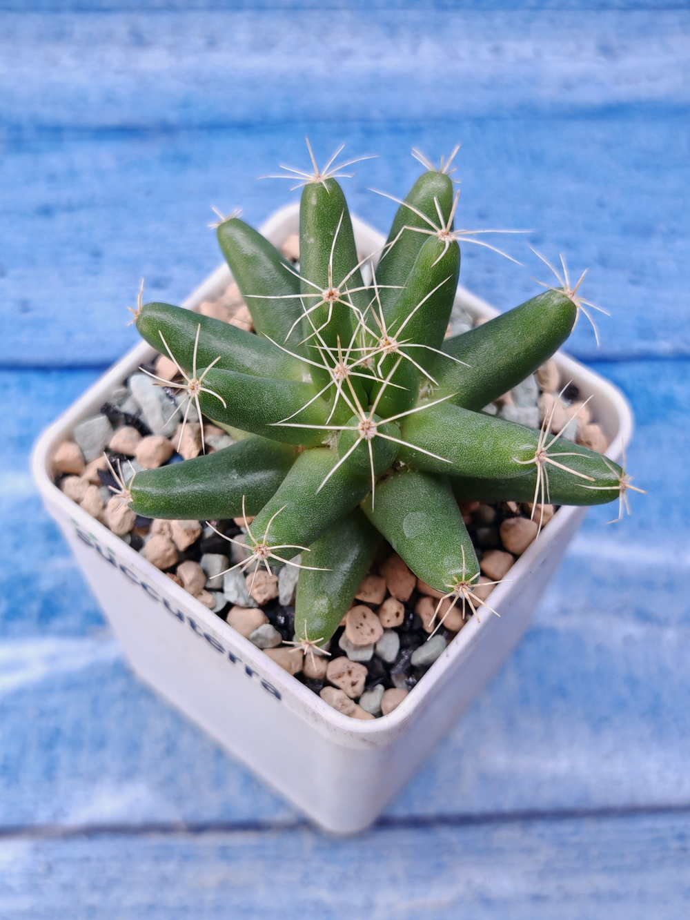Dolichothele Longimamma (Долихотеле)