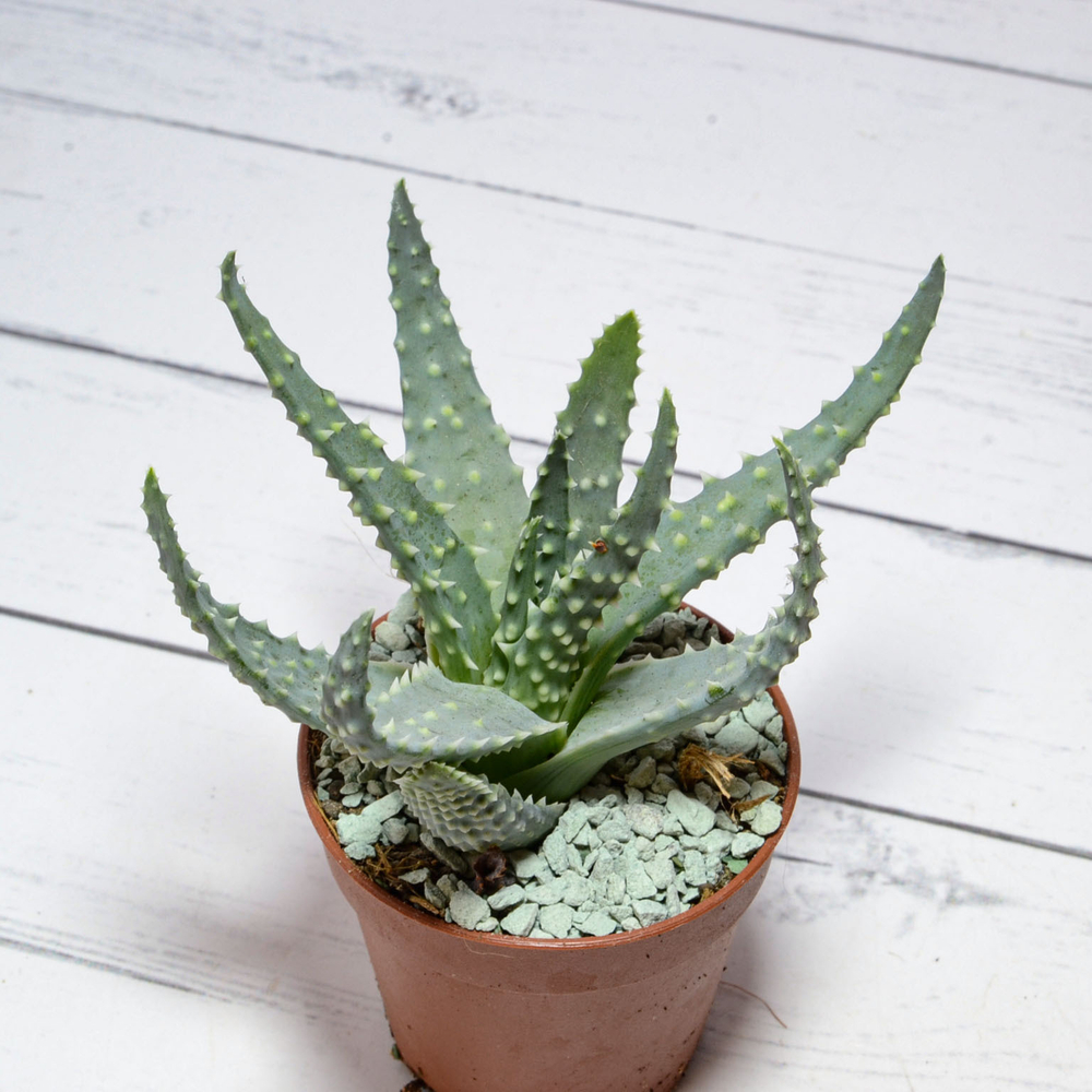Aloe Humilis (Алоэ)