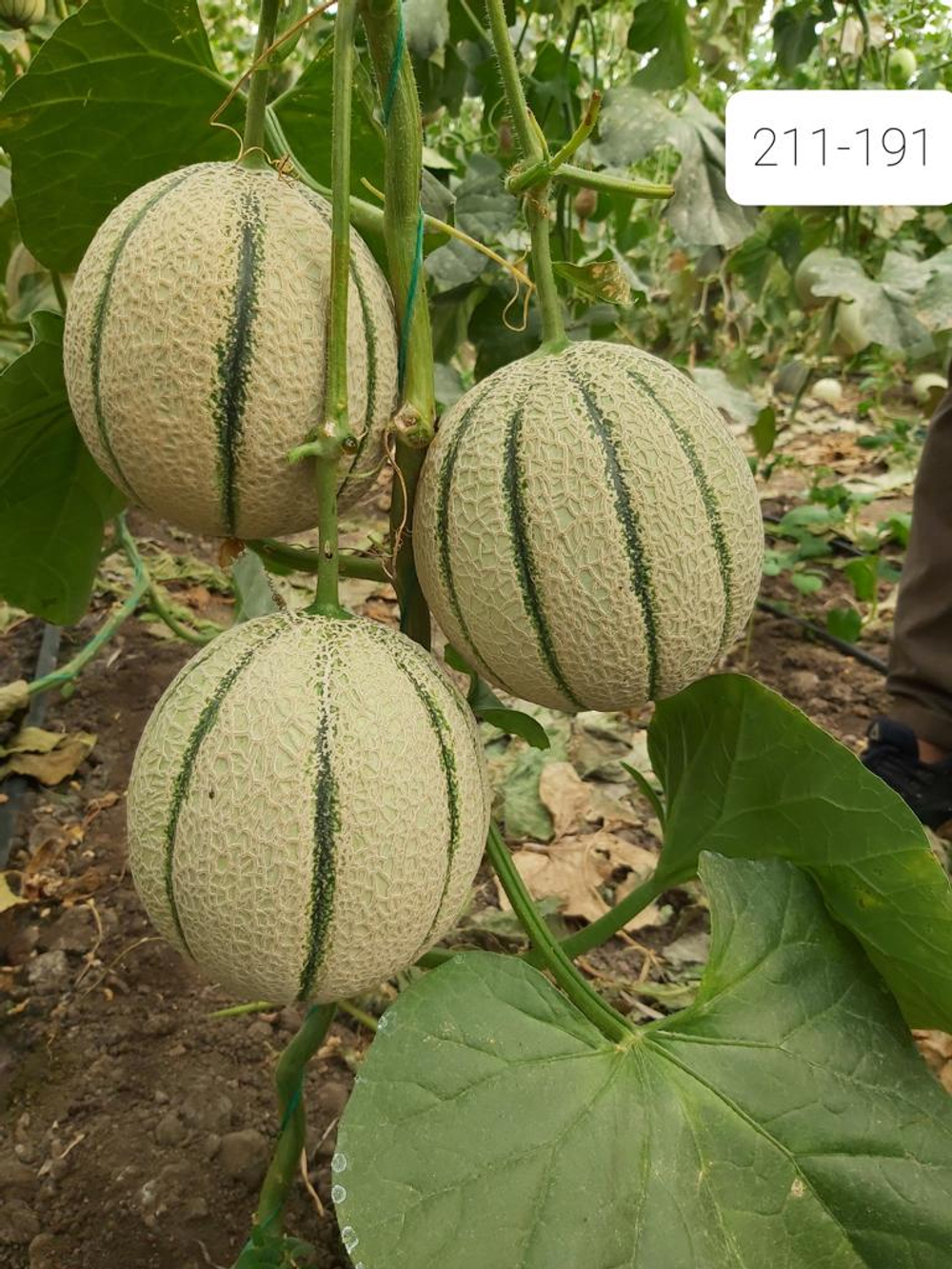 Люмьер F1 семена дыни ( Yuksel Tohum / )