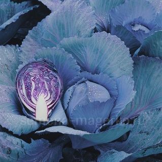 Капуста краснокочанная Реску F1 2500 (семян)