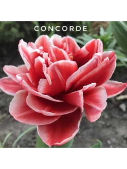 Тюльпаны пионовидные ,луковицы сорт CONCORDE ( 4 штуки)