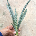 Сансевиерия EVEREST